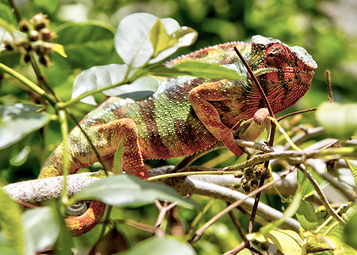 Oustalet's chameleon